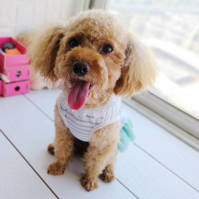 格安で販売のペットのドレスリトル小さなピンク、緑、青子犬動物 - Baby Clothing Sale のレビューと価格